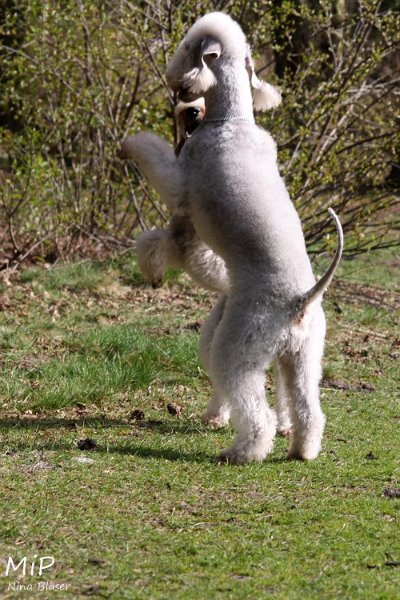 2011-04-02 Aveline Alanna Svet (16).jpg - Arc-en-ciel Alanna & Airis Blue Volshebny Svet